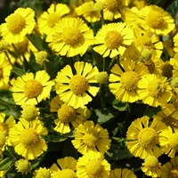 Helenium Lemon Sundae 2L Pot - Set of 3