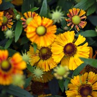 Helenium Peach Sunday Perennial Plant 2L Pot - Set of 3