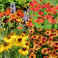 Helenium Perennial Set - Mixed Colours - 3 x 2L Pots