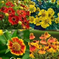 Helenium Perennial Set - Mixed Colours - 6 x 9cm Pots