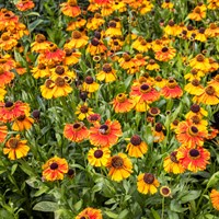 Helenium Sahins 2L Pot - Set of 3