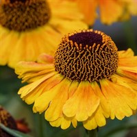 Helenium Short and Sassy Perennial Plant 2L Pot - Set of 3