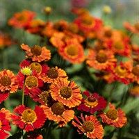 Helenium Strawberry Sundae Perennial Plant 2L Pot - Set of 3