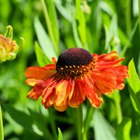 Helenium Waldtraut Perennial Plant in a 9cm Pot
