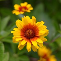 Heliopsis Funky Spinner Perennial Plant 2L Pot - Set of 3