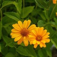 Heliopsis Sunopsis Sunspot Perennial Plant 2L Pot - Set of 3