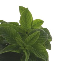 Heliotrope Marine Jumbo 6 Pack Boxed Bedding