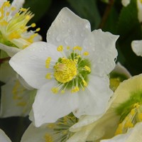 Helleborus Niger 9cm Pots - Christmas Rose - Set of 2