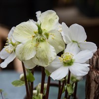 Helleborus Niger Christmas Carol Perennial Plant 9cm Pot - Set of 3