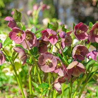 Helleborus Orient. Halcyon Early Dark Rose Perennial Plant 9cm Pot - Set of 3