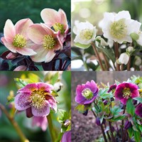 Helleborus Perennial Set - Mixed Colours - 3 x 2L Pots