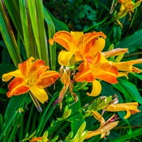 Hemerocallis Frans Hals 2L Pot - Set of 3