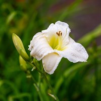 Hemerocallis Gentle Shepherd Perennial Plant 2L Pot - Set of 3