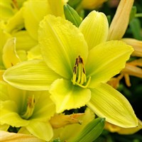 Hemerocallis Green Flutter Perennial Plant 2L Pot - Set of 3