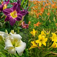 Hemerocallis Perennial Set - Mixed Colours - 3 x 2L Pots
