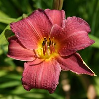 Hemerocallis Red Rum 2L Pot - Set of 3