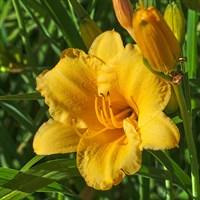 Hemerocallis Stella D'oro Perennial Plant 2L Pot - Set of 3