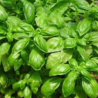 Herbs Plant 1L - Set of 4 - Basil