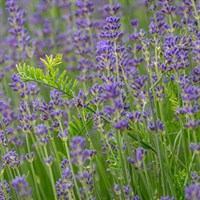 Herbs Plant 1L - Set of 4 - Lavender