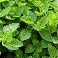 Herbs Plant 1L - Set of 4 - Marjoram