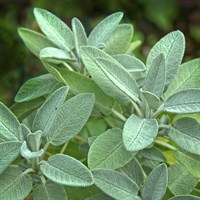 Herbs Plant 1L - Set of 4 -  Sage