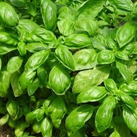 Herbs Plant 9cm - Set of 4 - Basil