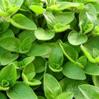 Herbs Plant 9cm - Set of 4 - Marjoram