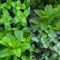 Mint Herb Set - Mixed Varieties - 5 x 9cm Pot