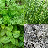 Herb Set - Mixed Varieties - 5 x 9cm Pot