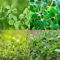 Oregano Herb Set - Mixed Varieties - 5 x 9cm Pot
