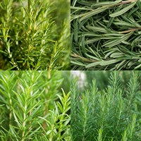 Rosemary Herb Set - Mixed Varieties - 5 x 9cm Pot