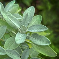 Herbs Plant 9cm - Set of 4 - Sage