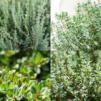 Thyme Herb Set - Mixed Varieties - 5 x 9cm Pot