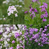 Hesperis Perennial Set - Mixed Colours - 5 x 9cm Pots