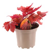 Heuchera Autumn Leaves 2L Pot Bedding