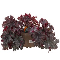 Heuchera Can Can 2L Pot Bedding