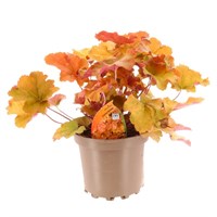 Heuchera Crème Brulee 2L Pot Bedding 