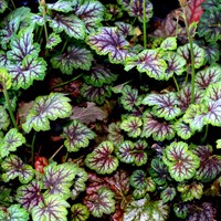 Heuchera Dales Strain Perennial Plant 9cm Pot - Set of 3