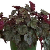 Heuchera Hollywood 2L Pot Bedding