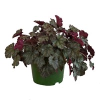 Heuchera Hollywood 2L Pot Bedding