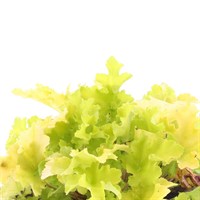 Heuchera Lime Marmalade 2L Pot Bedding