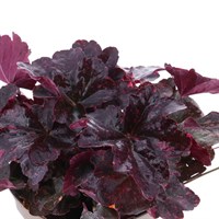 Heuchera Midnight Rose 2L Pot Bedding 