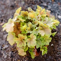 Heuchera Miracle Perennial Plant 2L Pot - Set of 3
