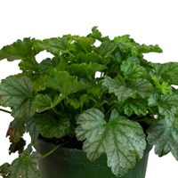 Heuchera Paris 2L Pot Bedding