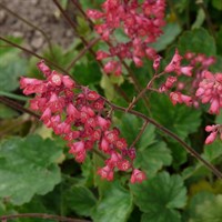 Heuchera Paris Perennial Plant 2L Pot - Set of 3