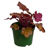 Heuchera Peach Flambe 2L Pot Bedding