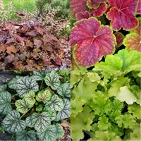 Heuchera Perennial Set - Mixed Colours - 6 x 9cm Pots