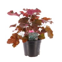 Heuchera Palace Purple 10.5cm Pot Bedding