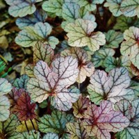 Heuchera Silver Scrolls Perennial Plant 2L Pot - Set of 3