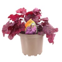 Heuchera Wild Rose 2L Pot Bedding 